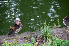 Mandarinente (2 von 3).jpg